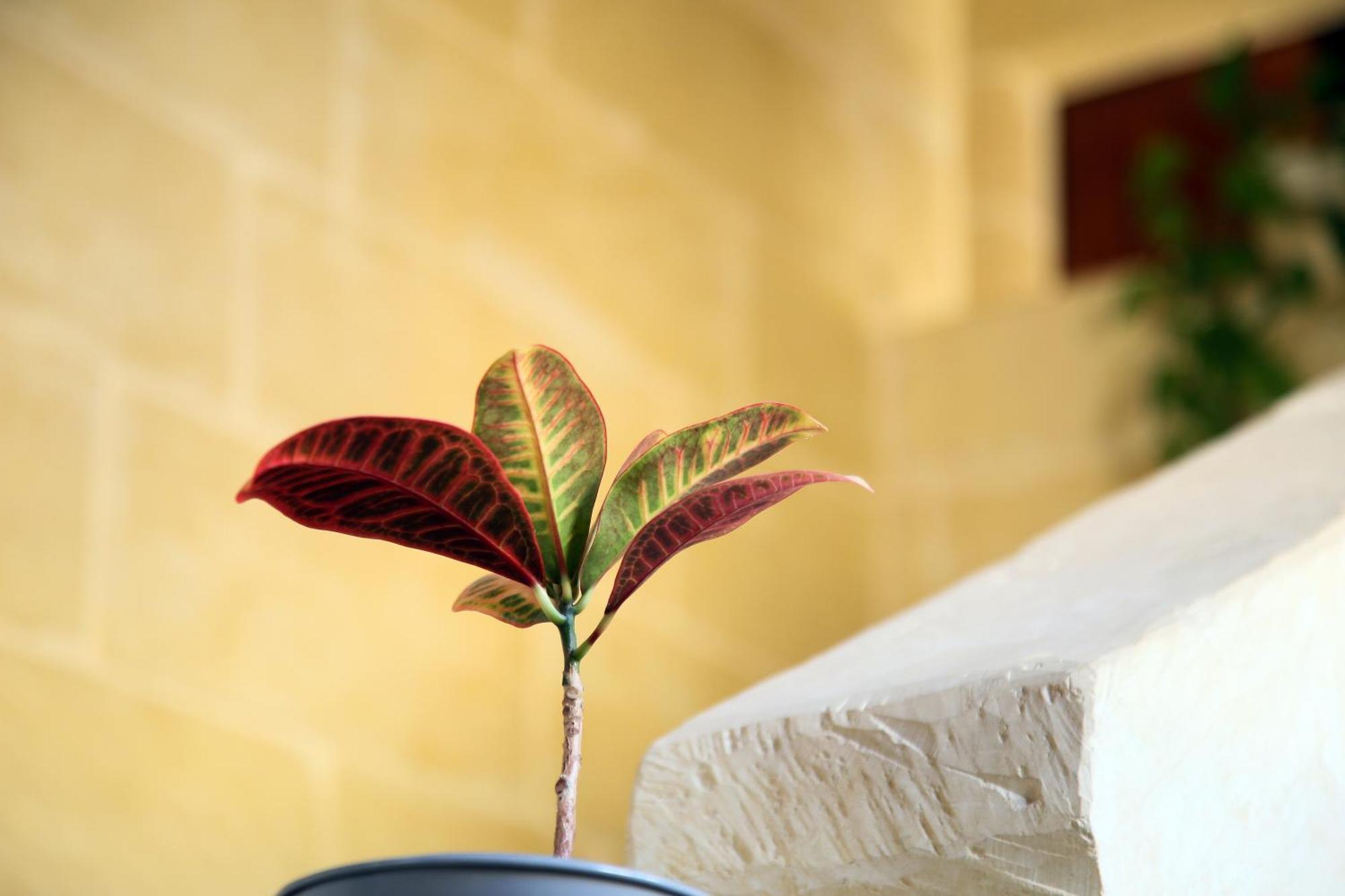 A La Maison B&B Xagħra Eksteriør bilde